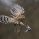 A sparrowhawk strikes out, in Dumfries, Scotland.